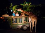 safari_serengetti
