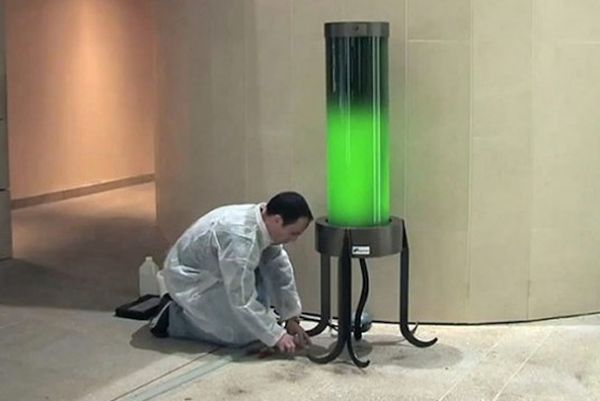 Living Microalgae Lamp